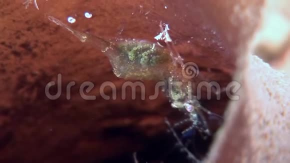 玻璃虾掩映在俄罗斯白海海底寻找食物视频的预览图
