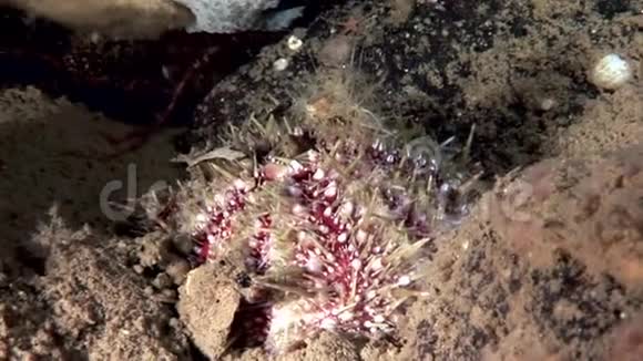 海洋生物海底的海胆视频的预览图