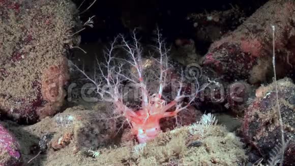 白海海底的软珊瑚视频的预览图