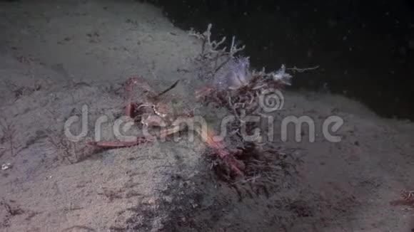 俄罗斯白海海底螃蟹海奥斯在水下寻找食物视频的预览图