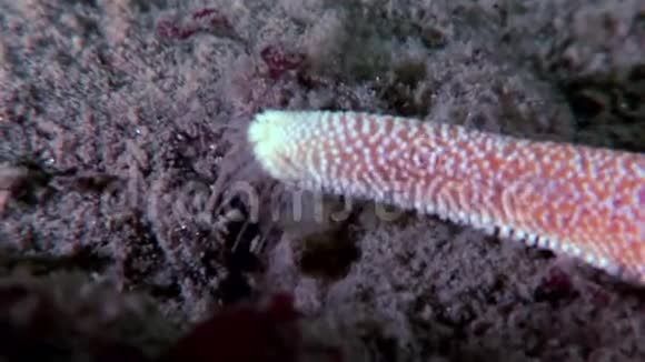红海星靠近白海海底视频的预览图