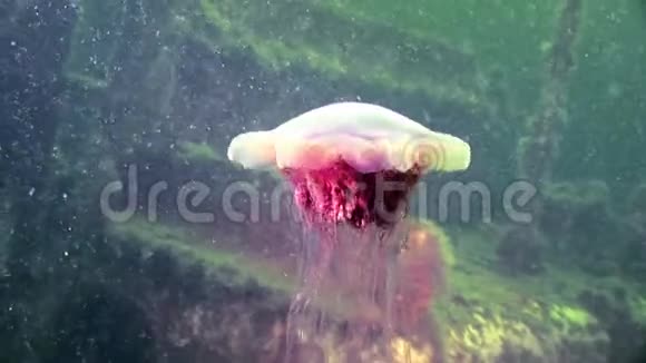 白海海底水母视频的预览图