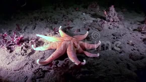 红海海底的红海星视频的预览图