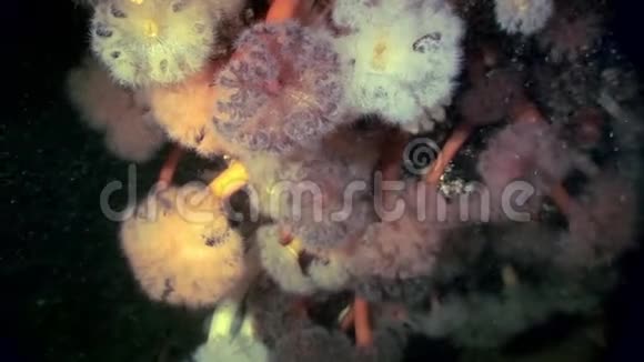 白海海底的白色绒毛铱视频的预览图