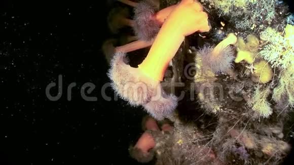 白海海底的白色绒毛铱视频的预览图