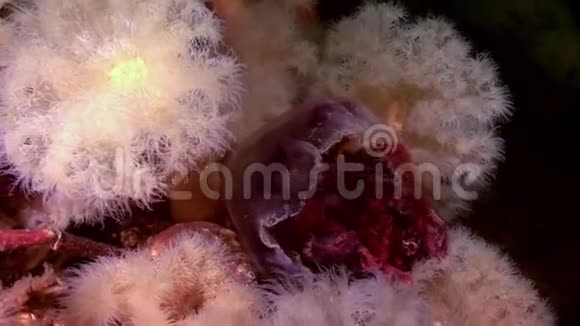 白色蓬松的铱和水母在白海海底视频的预览图