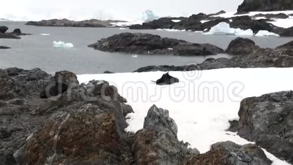 南极洲海洋中岩石雪岸上的海豹视频的预览图