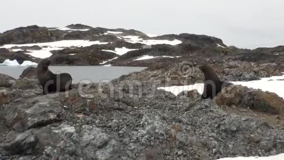 南极洲海洋中岩石雪岸上的海豹视频的预览图
