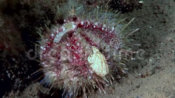 海洋生物海底的海胆视频的预览图