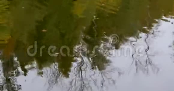 秋天水中树木的倒影视频的预览图