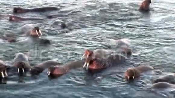 海象群在俄罗斯新地球上的北冰洋水中休息视频的预览图