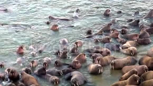 海象群栖息在俄罗斯新地球北冰洋海岸视频的预览图