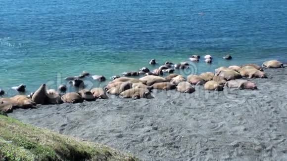 海象群栖息在北冰洋海岸的新地球瓦伊加奇岛上视频的预览图