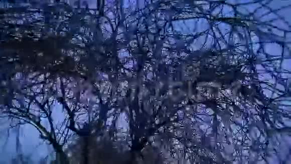 沙漠中的干树视频的预览图