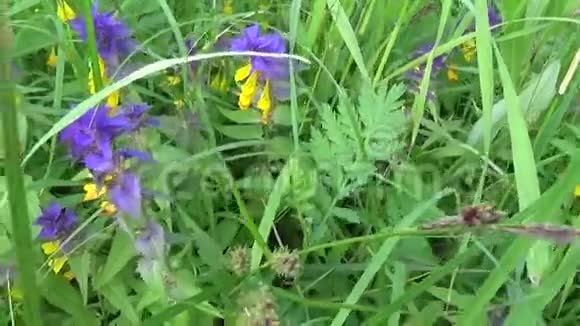 野花木牛夏季草甸中的梅兰普视频的预览图