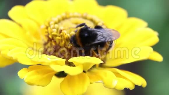 蜜蜂大黄蜂喝花蜜视频的预览图
