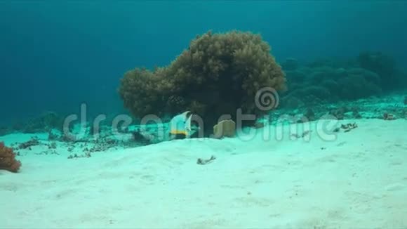 珊瑚礁上的海鳍鱼视频的预览图