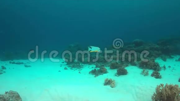 珊瑚礁上的海鳍鱼视频的预览图