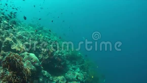 带灰色暗礁鲨鱼的珊瑚礁4k视频的预览图