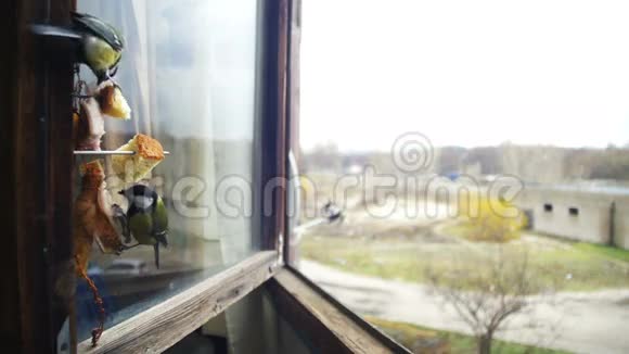 在木制的窗台上放着鸟雀猫面包和猪油慢动作视频的预览图