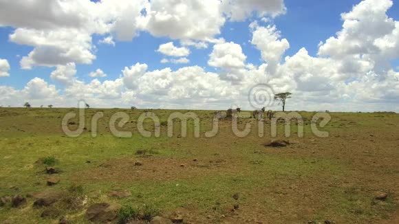 斑马在非洲的热带草原放牧视频的预览图