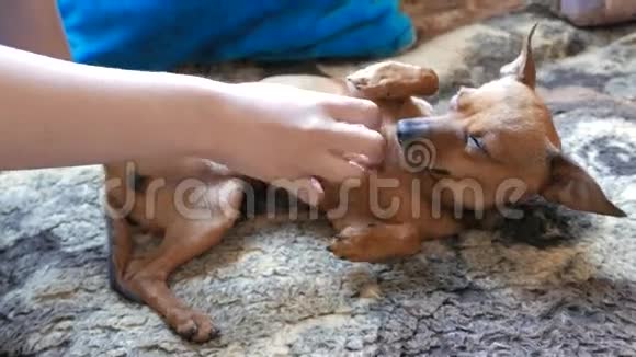 可爱的小猎犬视频的预览图