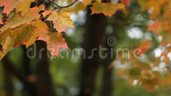 枫在秋林中的夕阳的光芒视频的预览图
