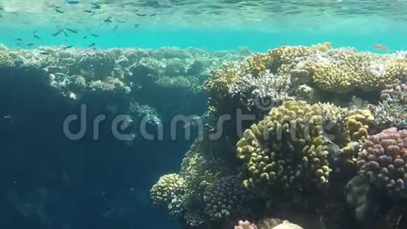 埃及红海水下世界视频的预览图