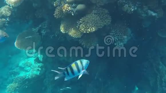 埃及红海水下世界视频的预览图
