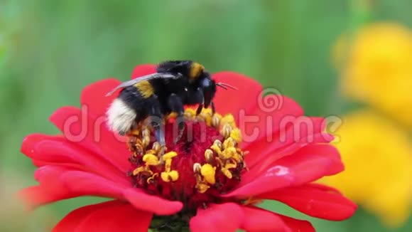 蜜蜂大黄蜂喝花蜜视频的预览图