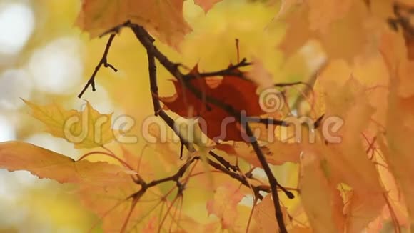 枫在秋林中的夕阳的光芒秋天的风景视频的预览图