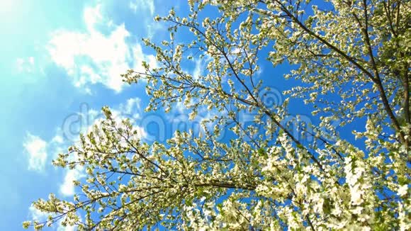 春天盛开的树花视频的预览图