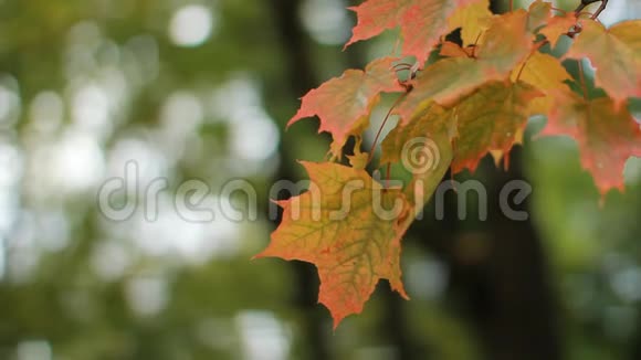 秋天的风景明亮的黄色枫叶在风中颤抖视频的预览图