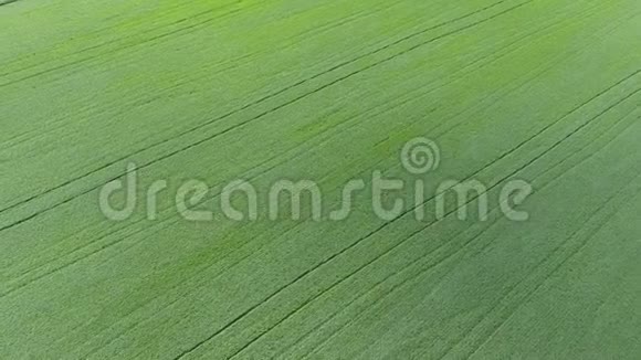 麦田的质地田间幼嫩绿色小麦的背景四架直升机的照片航空照片视频的预览图