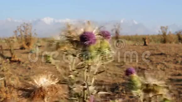 山背景上的蟋蟀植物视频的预览图