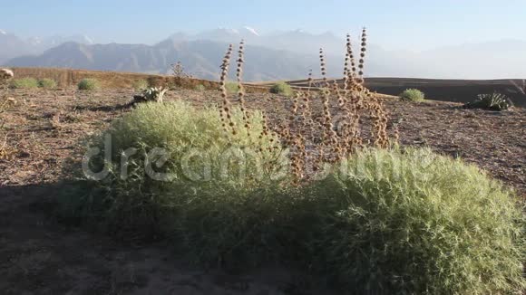 山背景上的蟋蟀植物视频的预览图