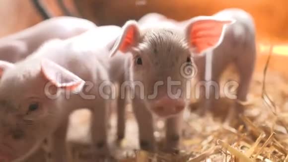 畜牧场的猪养猪业视频的预览图