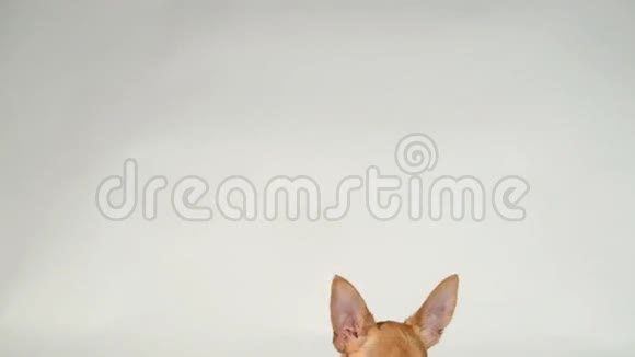 白色背景枕头上的狗玩具猎犬视频的预览图
