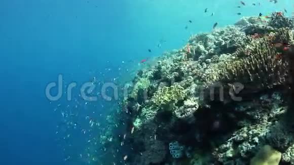 五颜六色的鱼和礁边视频的预览图