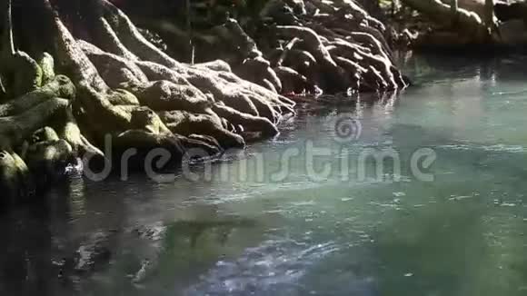红树林根间的清水流动视频的预览图