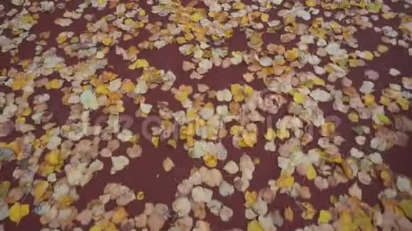 秋天的叶子在红色的背景上视频的预览图