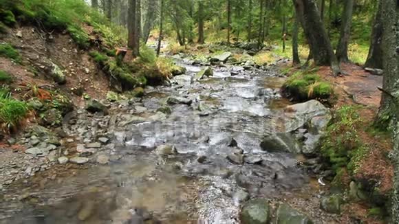 森林中的山地河流视频的预览图