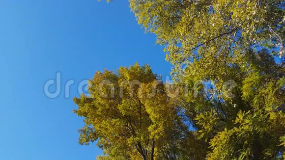 晴朗的秋天在森林里视频的预览图