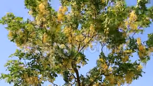 树上的黄花视频的预览图