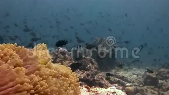 美丽独特的海底背景明亮透明的水视频的预览图