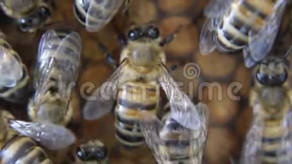 家里的蜜蜂视频的预览图
