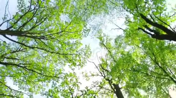 天空背景上的绿树视频的预览图