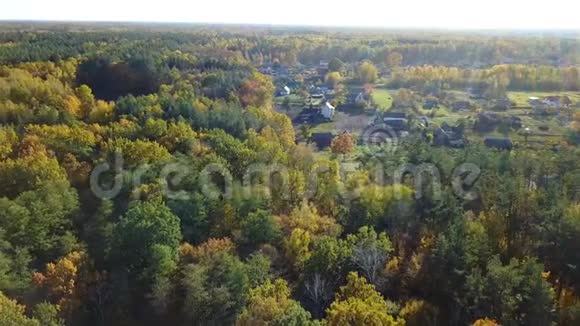 用黄色树叶覆盖的树木俯瞰森林视频的预览图