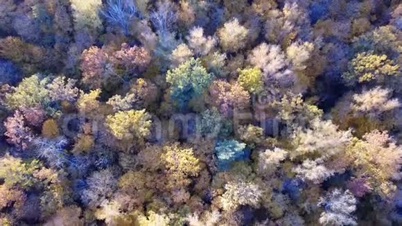 鸟瞰森林树木覆盖着黄色的叶子俯视视频的预览图