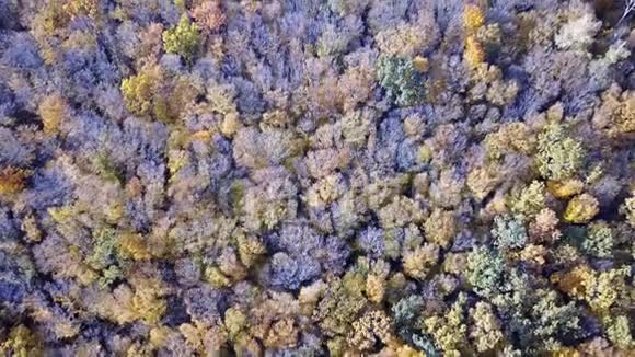 鸟瞰森林树木覆盖着黄色的叶子俯视视频的预览图